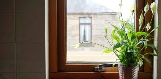 Over vs. under watering house plants