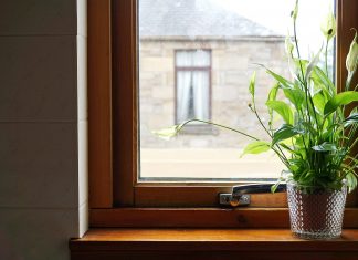 Over vs. under watering house plants