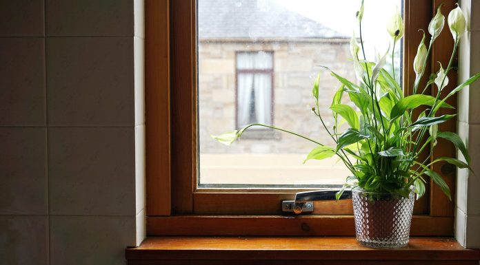 Over vs. under watering house plants