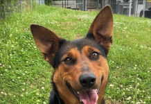 Pet of the Week: Pick a winner with Winnie!