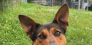 Pet of the Week: Pick a winner with Winnie!