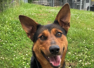 Pet of the Week: Pick a winner with Winnie!