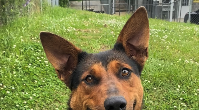 Pet of the Week: Pick a winner with Winnie!