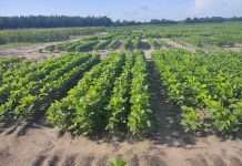 Livestock making the switch to soy? Everything you need to know!