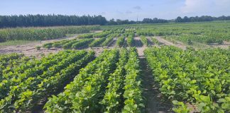 Livestock making the switch to soy? Everything you need to know!