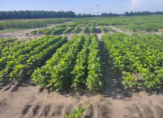 Livestock making the switch to soy? Everything you need to know!