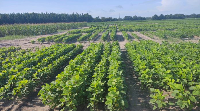 Livestock making the switch to soy? Everything you need to know!