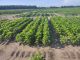 Livestock making the switch to soy? Everything you need to know!