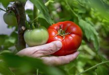 Selecting which tomato plants to grow