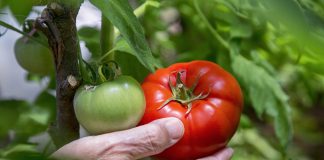Selecting which tomato plants to grow