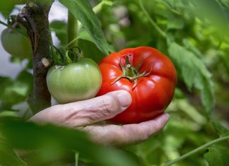 Selecting which tomato plants to grow