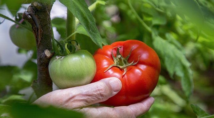Selecting which tomato plants to grow