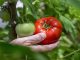 Selecting which tomato plants to grow