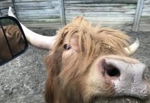 Day Trippin’: Harmony Park Safari