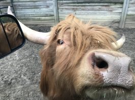 Day Trippin’: Harmony Park Safari