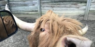 Day Trippin’: Harmony Park Safari