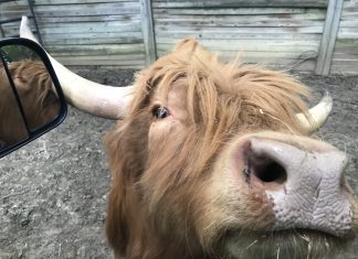 Day Trippin’: Harmony Park Safari