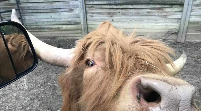 Day Trippin’: Harmony Park Safari