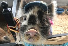 First Baileyton Family Fun Day deemed huge success