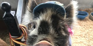 First Baileyton Family Fun Day deemed huge success