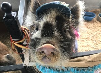 First Baileyton Family Fun Day deemed huge success