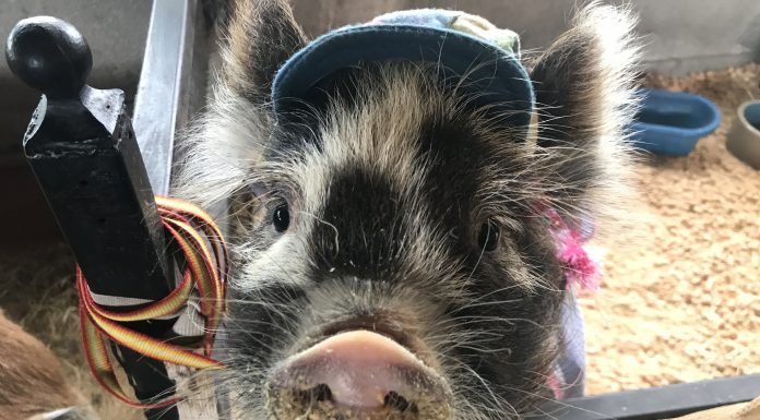 First Baileyton Family Fun Day deemed huge success