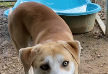 Pet of the Week: Take off with Flash!