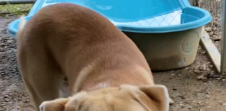 Pet of the Week: Take off with Flash!