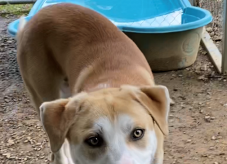 Pet of the Week: Take off with Flash!