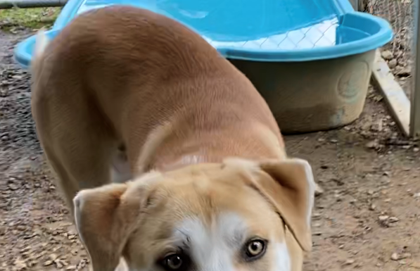 Pet of the Week: Take off with Flash!