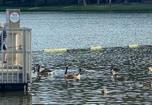 Canadian geese removed from Sportsman Lake Park
