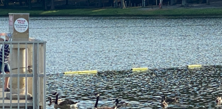 Canadian geese removed from Sportsman Lake Park