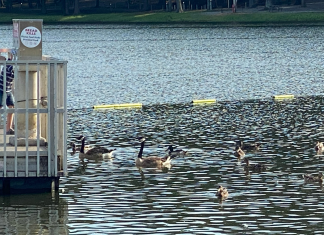 Canadian geese removed from Sportsman Lake Park