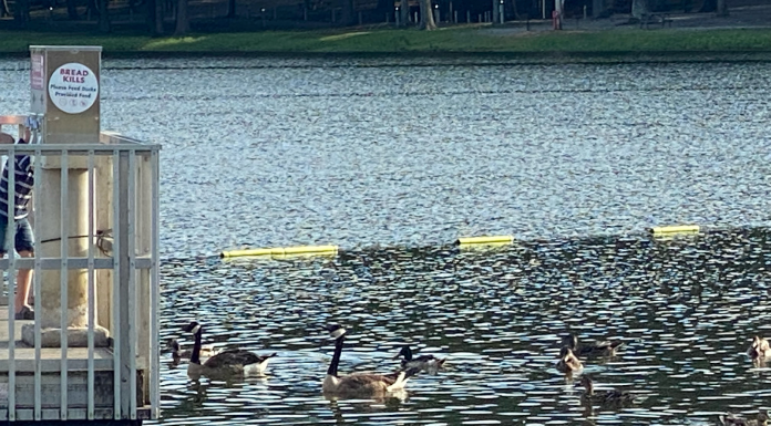 Canadian geese removed from Sportsman Lake Park