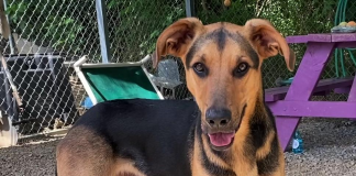 Pet of the Week: Hang out with Henry!