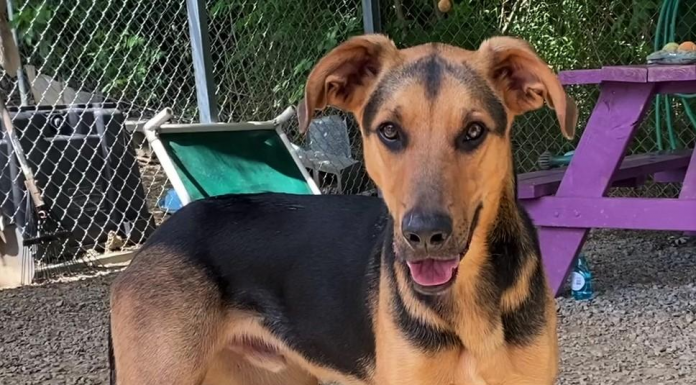 Pet of the Week: Hang out with Henry!