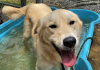 Pet of the Week: Cool off with Tipper!