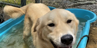 Pet of the Week: Cool off with Tipper!