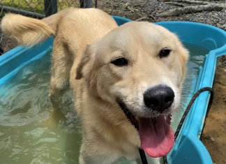 Pet of the Week: Cool off with Tipper!