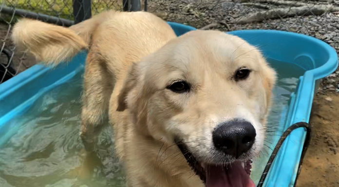 Pet of the Week: Cool off with Tipper!