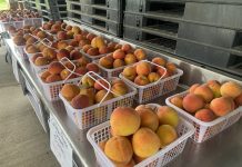 Cullman Peach Orchard open for the summer