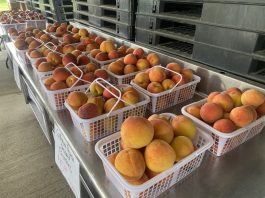 Cullman Peach Orchard open for the summer