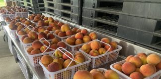 Cullman Peach Orchard open for the summer