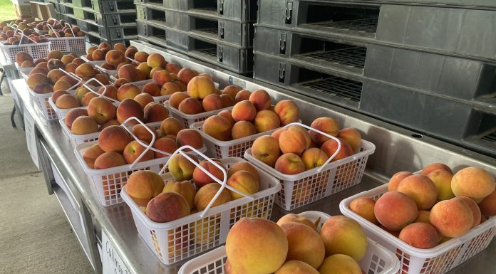Cullman Peach Orchard open for the summer