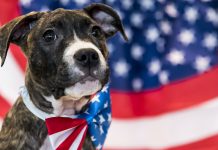 Four ways Fourth of July fireworks can harm our pets