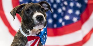 Four ways Fourth of July fireworks can harm our pets