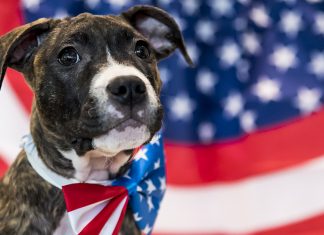 Four ways Fourth of July fireworks can harm our pets
