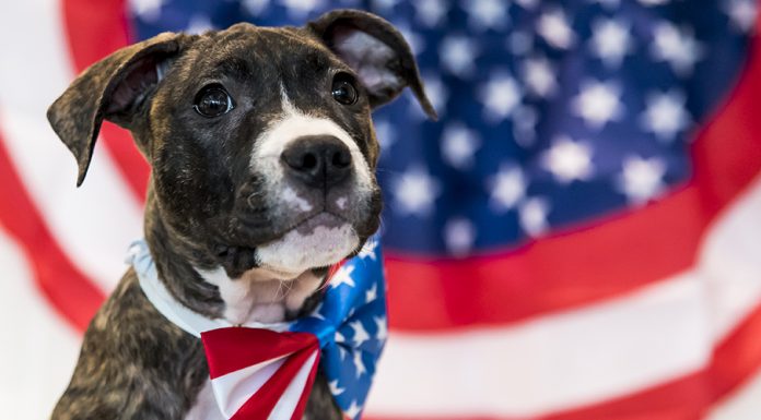 Four ways Fourth of July fireworks can harm our pets