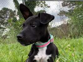 BONUS Pet of the Week: Take this Bentley for a spin!