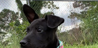 BONUS Pet of the Week: Take this Bentley for a spin!